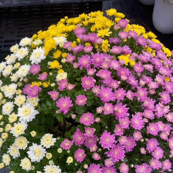 ✨New items sale ✨✨✨✨ - Picture 2 of 6